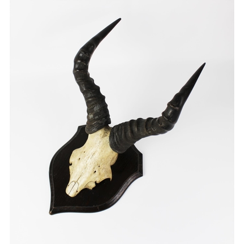 410 - TAXIDERMY: A mounted hartebeest cut upper skull and horns, late 19th century, set to a shaped oak sh... 