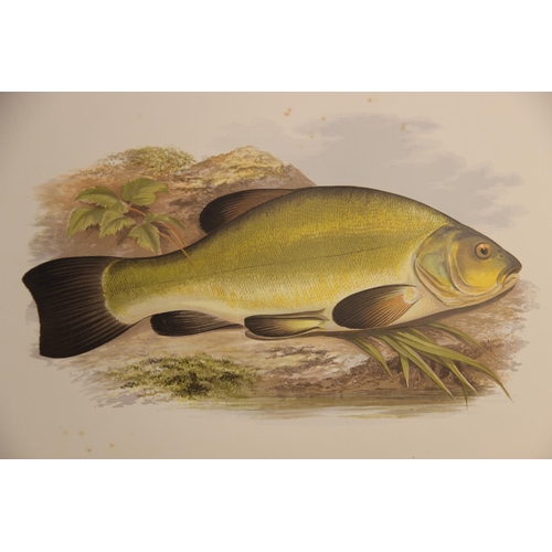 462 - HOUGHTON (William) (Rev), BRITISH FRESH-WATER FISHES, 2 divisions, published by William Mackenzie, i... 