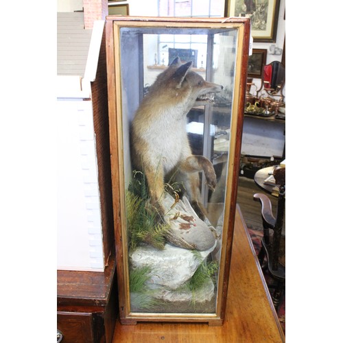 407 - TAXIDERMY: A cased taxidermy fox modelled seated and snarling over a game bird kill, set to a natura... 