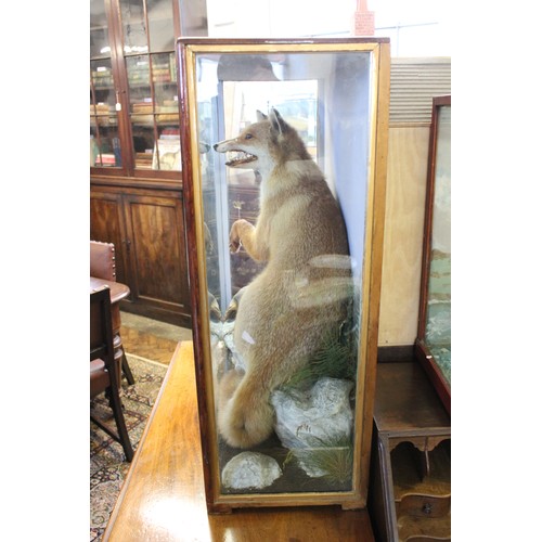 407 - TAXIDERMY: A cased taxidermy fox modelled seated and snarling over a game bird kill, set to a natura... 