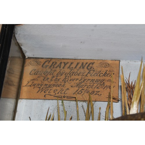 404 - TAXIDERMY:  A cased and mounted Grayling weighing 15 1/4oz, caught by Jabez Fletcher in the River Vy... 