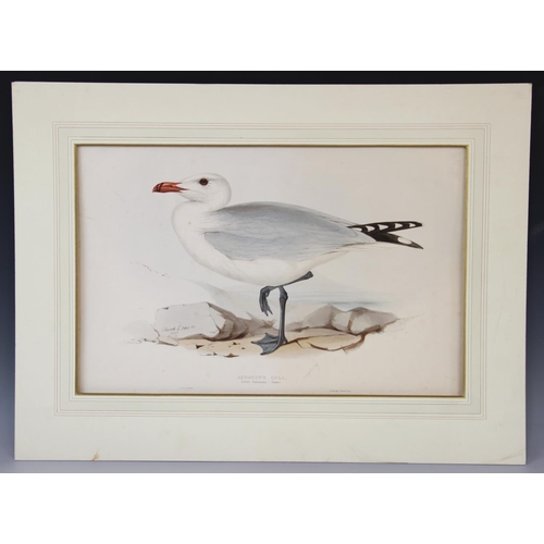 493 - After Edward Lear (1812-1888), 
'Audouin's Gull. Larus Audouinii; (Temmi)', 
Hand coloured lithograp... 