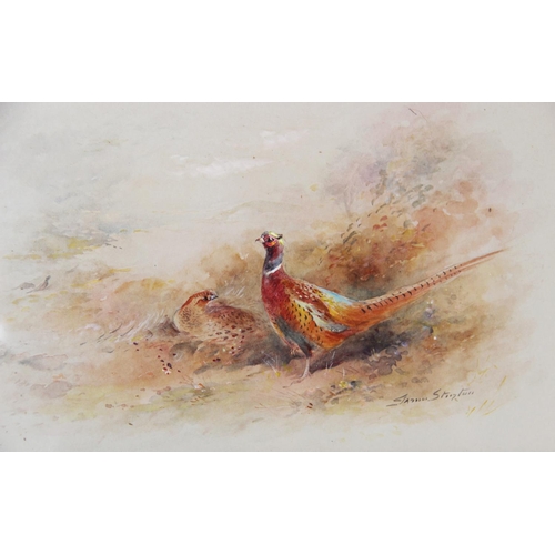 511 - James Stinton (British, 1870-1961), 
Study of a cock and hen pheasant among brush, 
Watercolour on p... 