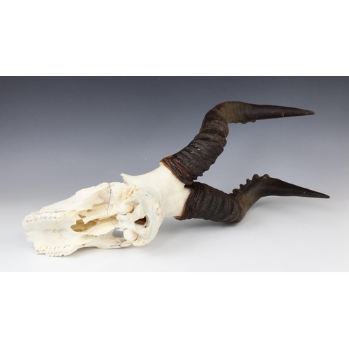 319 - TAXIDERMY: A red hartebeast skull and horns, unmounted, 64cm long overall