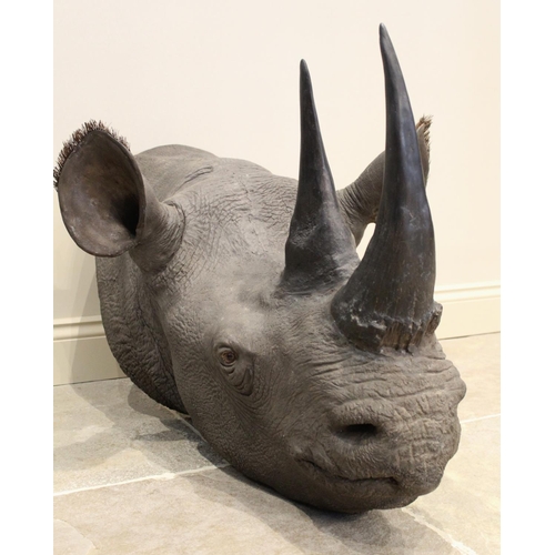 418 - TAXIDERMY INTEREST: A life size composite replica rhino head, by repute after a specimen by Rowland ... 