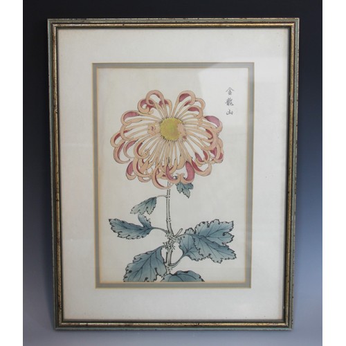 264 - A set of four Japanese woodblock prints on paper, 20th century, each depicting chrysanthemum flowers... 