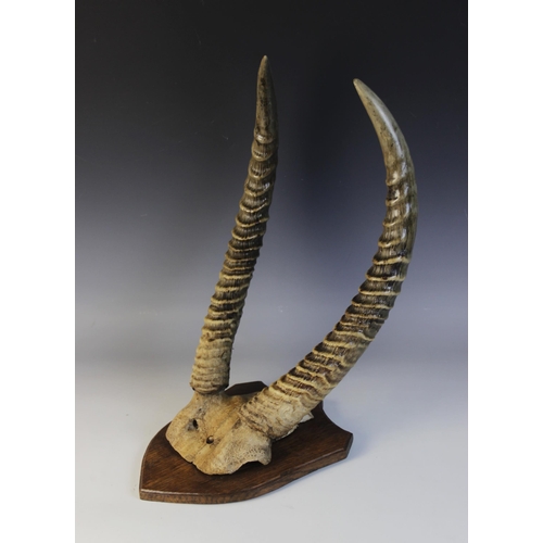 112 - A pair of African antelope antlers, 19th century, skull mounted and set to a shaped oak shield, the ... 