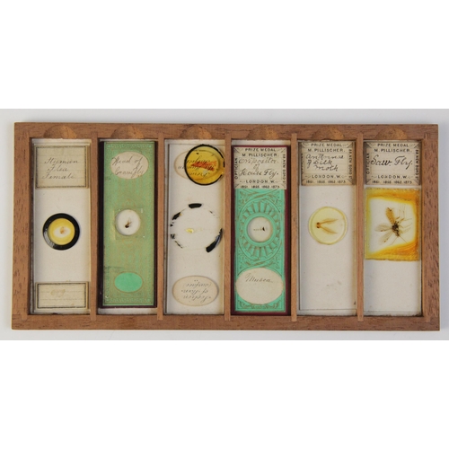 43 - A collection of thirty five microscope specimen slides, late 19th century, most prepared by Moritz P... 