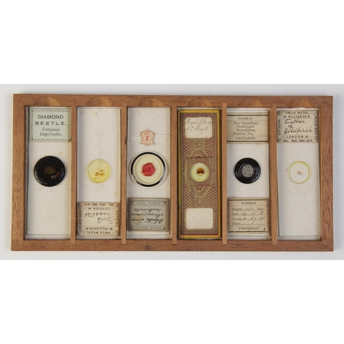43 - A collection of thirty five microscope specimen slides, late 19th century, most prepared by Moritz P... 