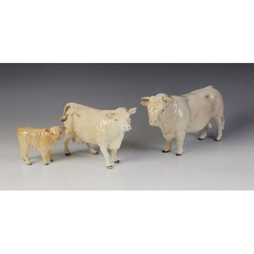 565 - A Beswick Charolais Cattle family, comprising a Charolais Bull, model No. 2463A in gloss, discontinu... 