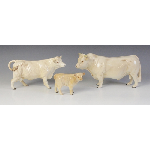 565 - A Beswick Charolais Cattle family, comprising a Charolais Bull, model No. 2463A in gloss, discontinu... 