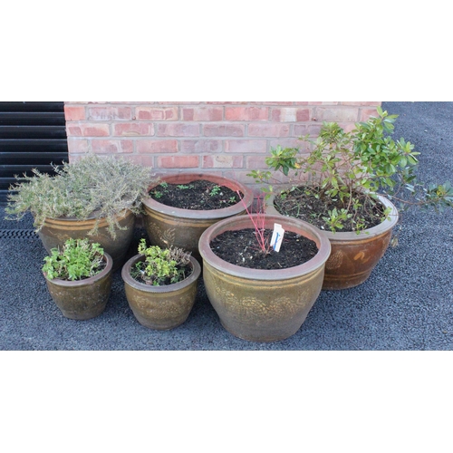 832 - Six various modern stoneware planters, filled with assorted plants and shrubs, tallest planter 37cm ... 