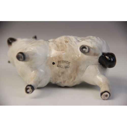 551 - A Beswick Belted Galloway Cow, model No. 4113A, with a Beswick Black Faced Ram, model No. 3071, two ... 