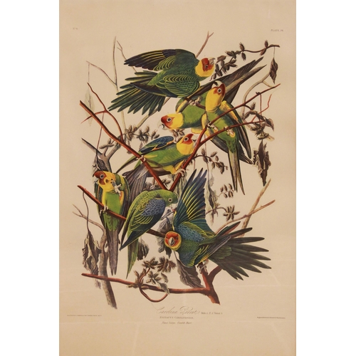 240 - After John J Audubon (American, 1785-1851), 
Two large ornithological studies comprising: 