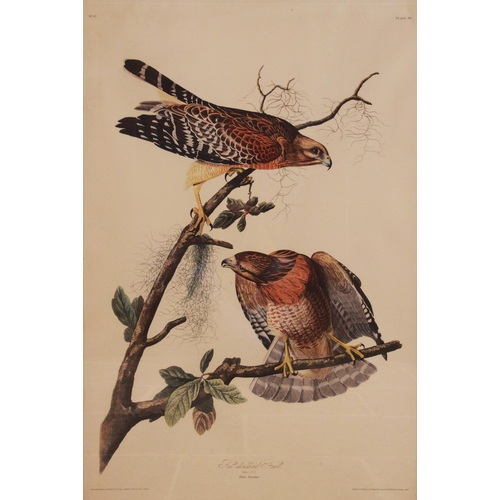 240 - After John J Audubon (American, 1785-1851), 
Two large ornithological studies comprising: 