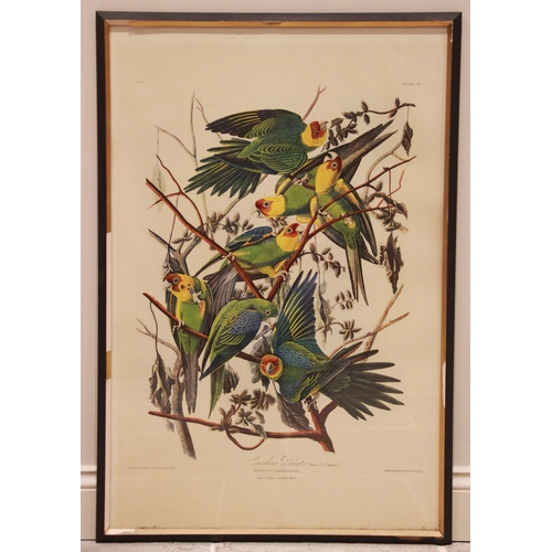 240 - After John J Audubon (American, 1785-1851), 
Two large ornithological studies comprising: 