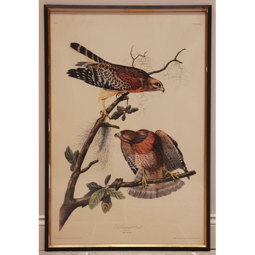 240 - After John J Audubon (American, 1785-1851), 
Two large ornithological studies comprising: 