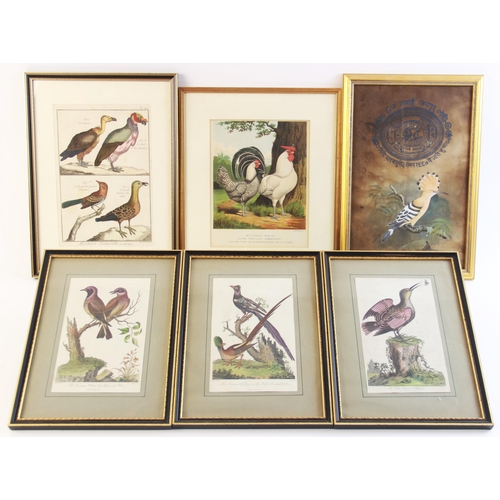 241 - After George Edwards (British 1694-1773), 
Three ornithological studies comprising: 