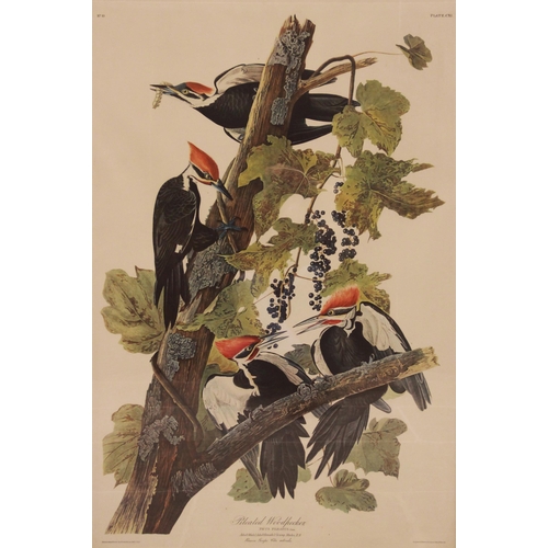 243 - After John J Audubon (American, 1785-1851), 
Two large ornithological studies comprising: 