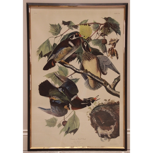 243 - After John J Audubon (American, 1785-1851), 
Two large ornithological studies comprising: 