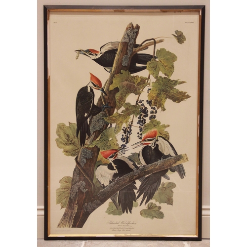 243 - After John J Audubon (American, 1785-1851), 
Two large ornithological studies comprising: 