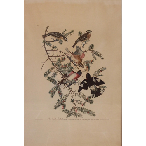 246 - After John J Audubon (American, 1785-1851), 
Four large ornithological studies comprising: 