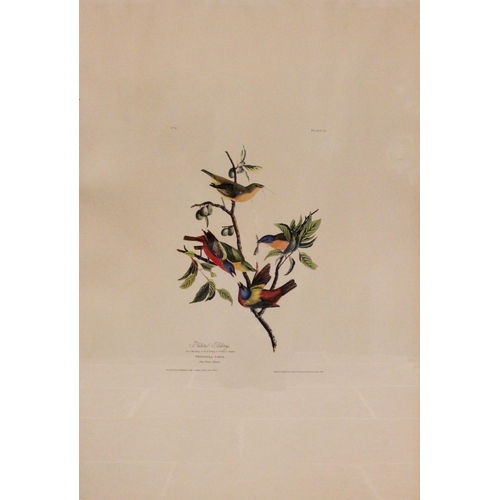 246 - After John J Audubon (American, 1785-1851), 
Four large ornithological studies comprising: 