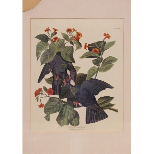 248 - After John J Audubon (American, 1785-1851), 
Five large ornithological studies comprising: 