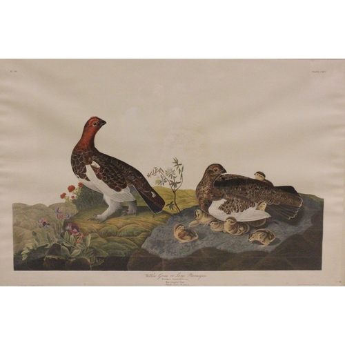 248 - After John J Audubon (American, 1785-1851), 
Five large ornithological studies comprising: 