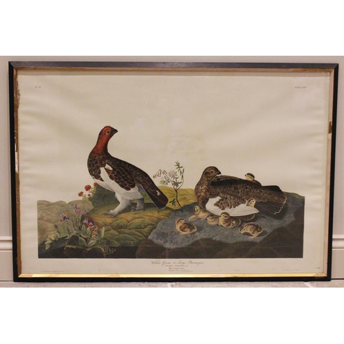 248 - After John J Audubon (American, 1785-1851), 
Five large ornithological studies comprising: 