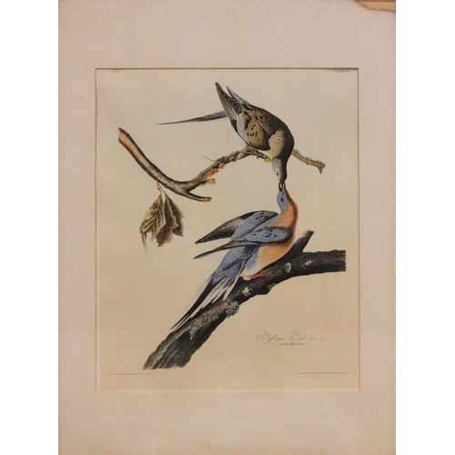 248 - After John J Audubon (American, 1785-1851), 
Five large ornithological studies comprising: 