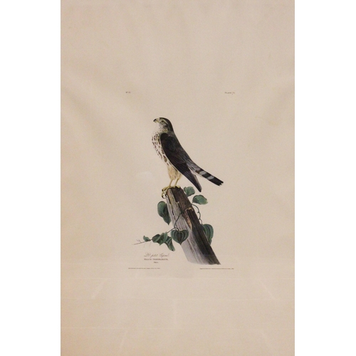 248 - After John J Audubon (American, 1785-1851), 
Five large ornithological studies comprising: 