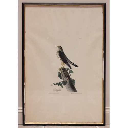 248 - After John J Audubon (American, 1785-1851), 
Five large ornithological studies comprising: 