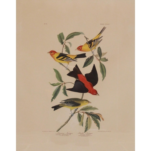 250 - After John J Audubon (American, 1785-1851), 
Three large ornithological studies comprising: 