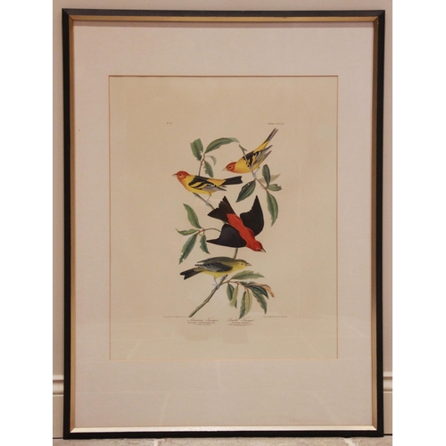 250 - After John J Audubon (American, 1785-1851), 
Three large ornithological studies comprising: 