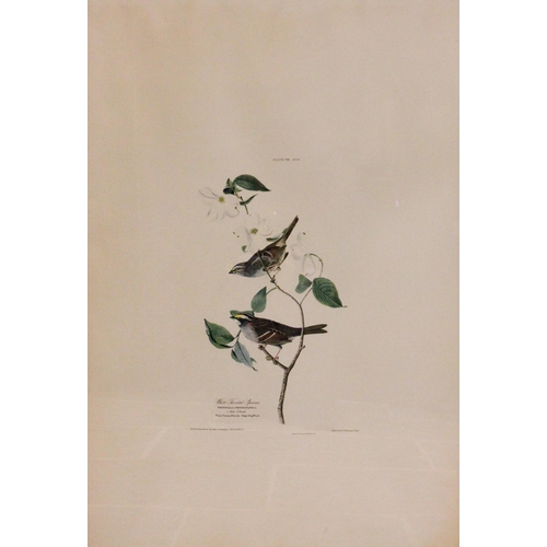 250 - After John J Audubon (American, 1785-1851), 
Three large ornithological studies comprising: 