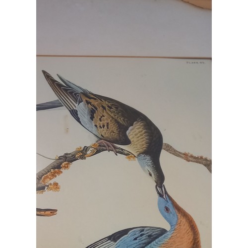 248 - After John J Audubon (American, 1785-1851), 
Five large ornithological studies comprising: 