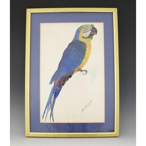 182 - M.E. Davies (English School, 20th century),  
Study of a parrot (probably a blue and gold macaw),  
... 