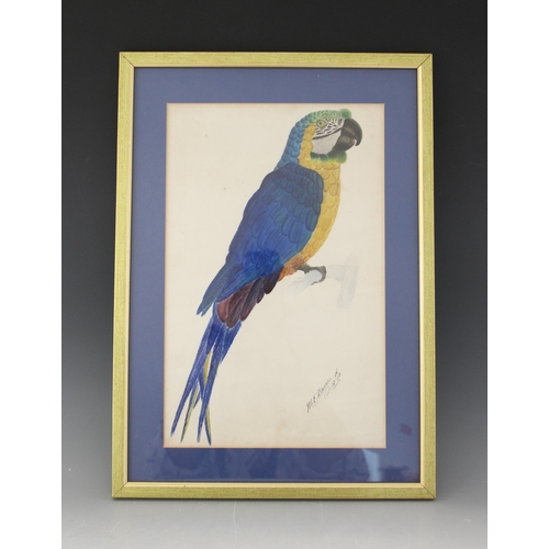 182 - M.E. Davies (English School, 20th century),  
Study of a parrot (probably a blue and gold macaw),  
... 