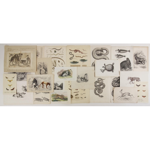 268 - A selection of animal themed prints, the majority 19th century, to include a series of plates taken ... 