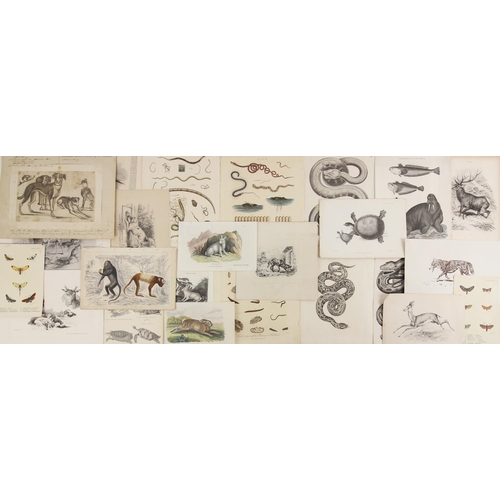 268 - A selection of animal themed prints, the majority 19th century, to include a series of plates taken ... 