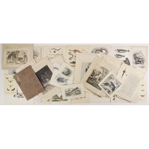 268 - A selection of animal themed prints, the majority 19th century, to include a series of plates taken ... 