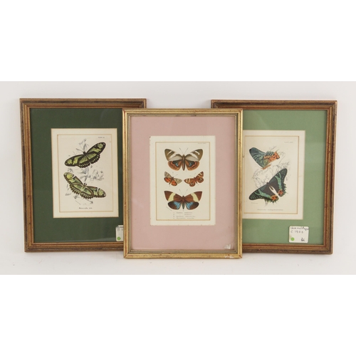 275 - Three chromolithographs on paper,  
Butterfly studies depicting various species,  
Published Wyman &... 