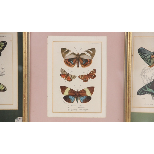 275 - Three chromolithographs on paper,  
Butterfly studies depicting various species,  
Published Wyman &... 