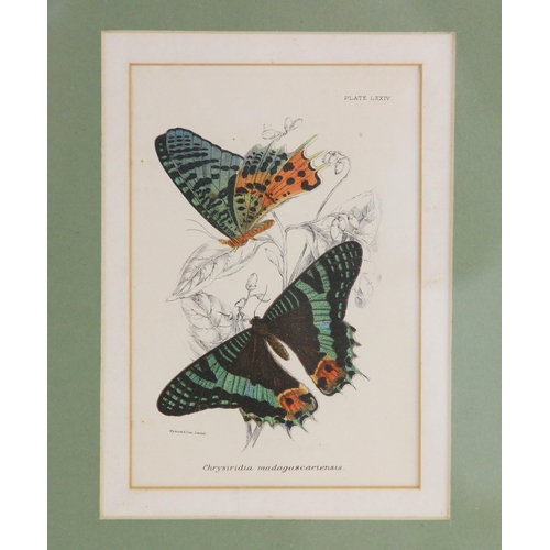 275 - Three chromolithographs on paper,  
Butterfly studies depicting various species,  
Published Wyman &... 