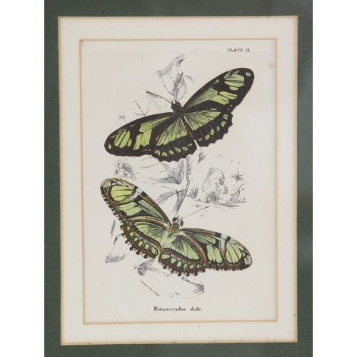 275 - Three chromolithographs on paper,  
Butterfly studies depicting various species,  
Published Wyman &... 