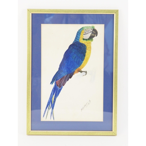 293 - M.E. Davies (English School, 20th century),  
Study of a parrot (probably a blue and gold macaw),  
... 