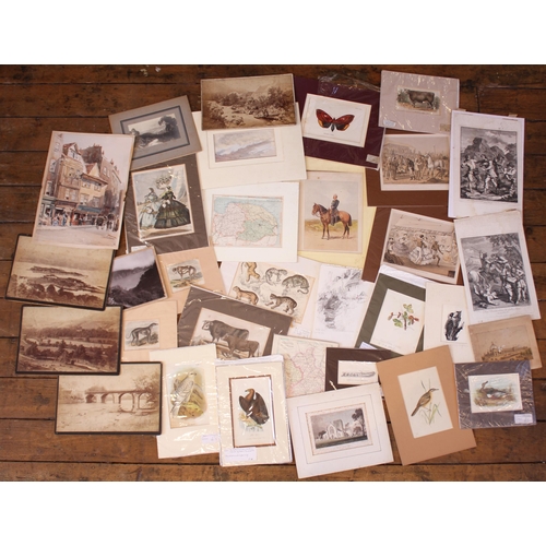 273 - A quantity of unframed prints, 19th century and later, to include wildlife and scientific plates tak... 