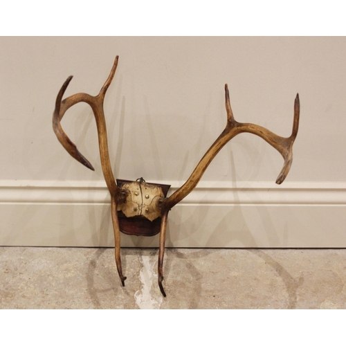 554 - TAXIDERMY: A pair of shield mounted twenty two point reindeer antlers on partial skull, 20th century... 