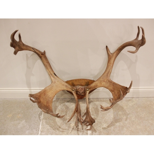 556 - TAXIDERMY:  A pair of palmate thirty four point Caribou antlers of large proportions, probably 19th ... 